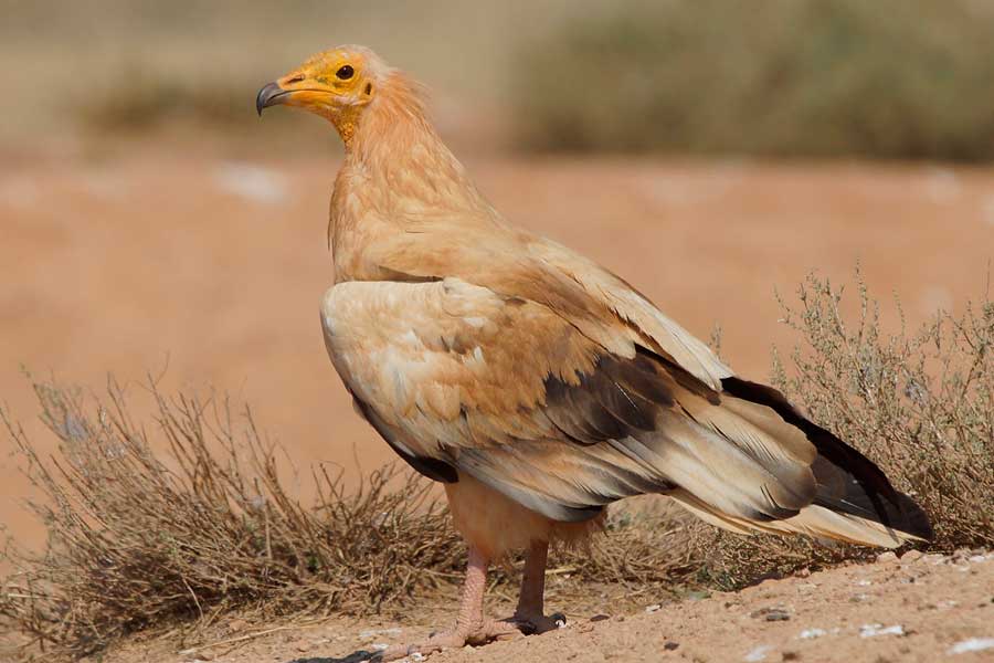 avistamiento-aves-el-chorro-alimoche-comun