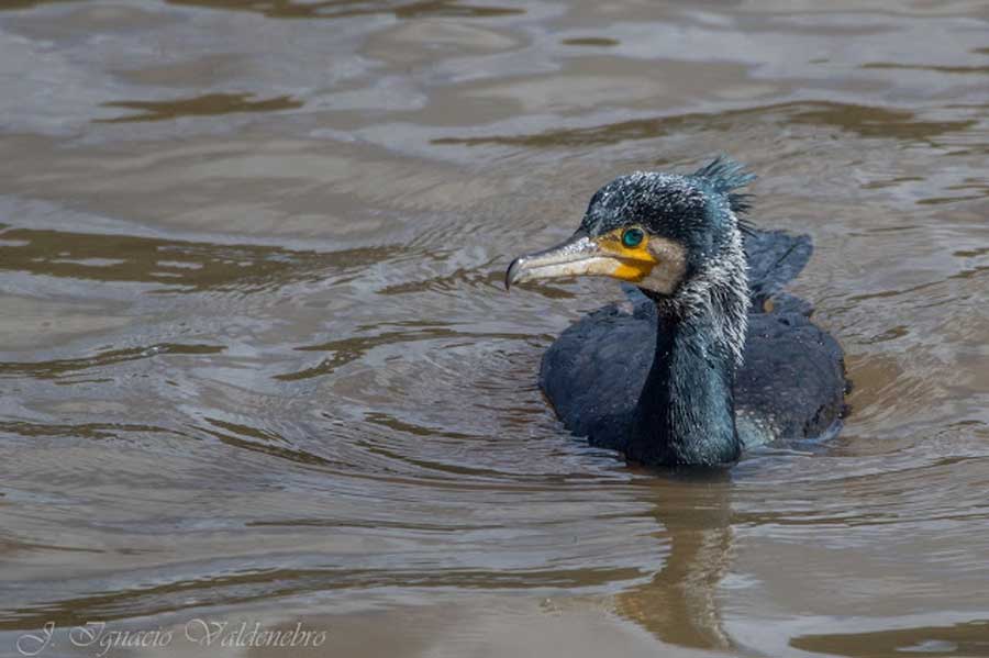 avistamiento-aves-el-chorro-cormoran-grande