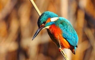 Avistamiento de aves en El Chorro