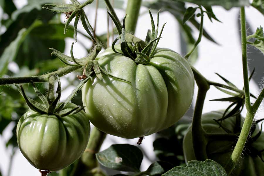Planta del Tomate Huevo de Toro