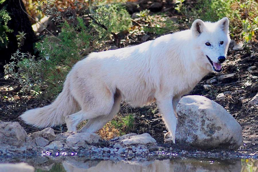 Lobo en hábitat natural en Lobo Park Antequera