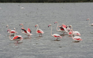 Reserva natural Laguna de Campillos Málaga