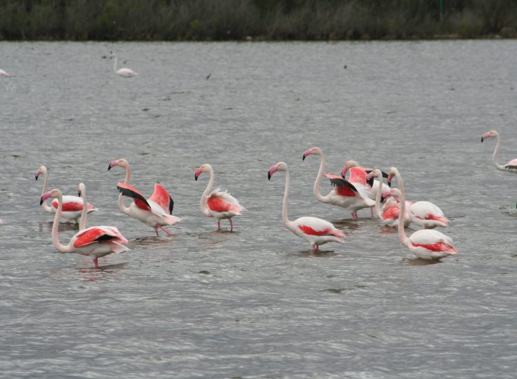 Reserva natural Laguna de Campillos Málaga