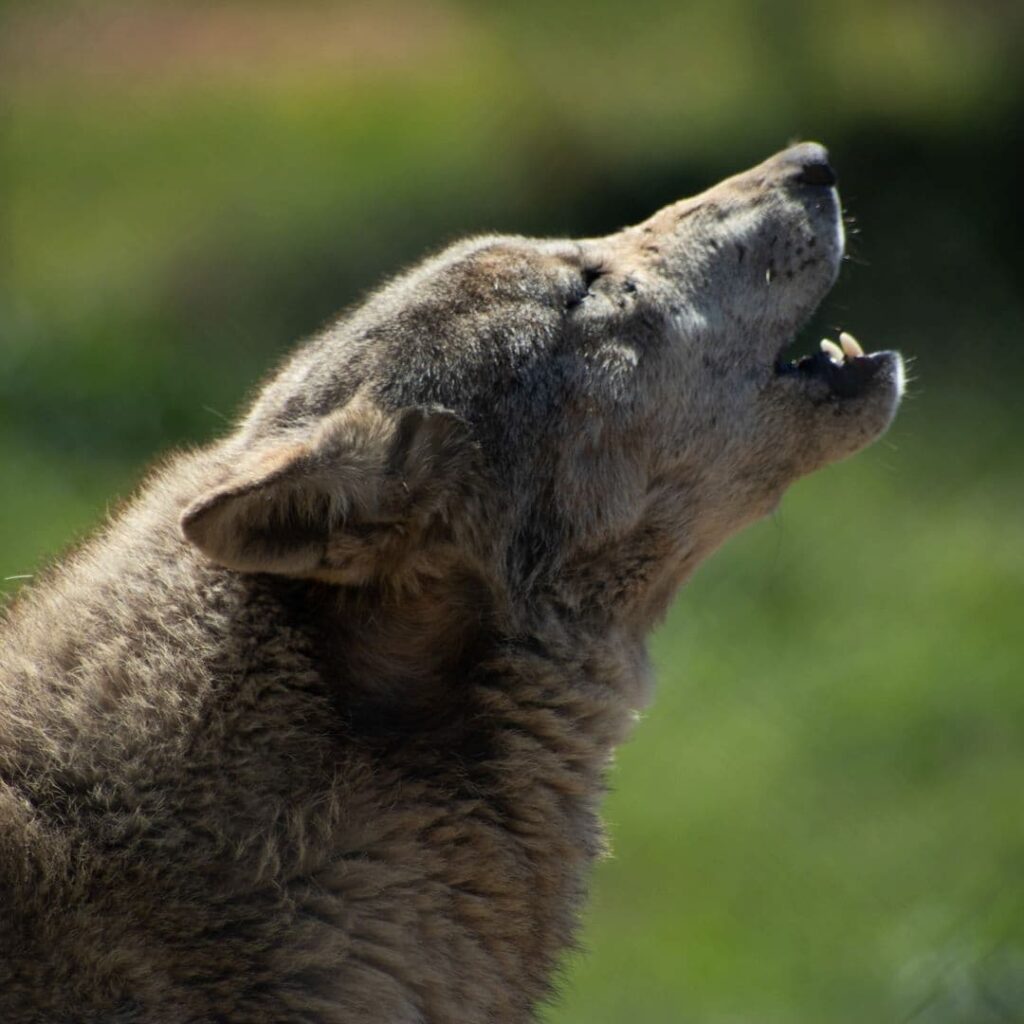 Lobo Park Antequera
