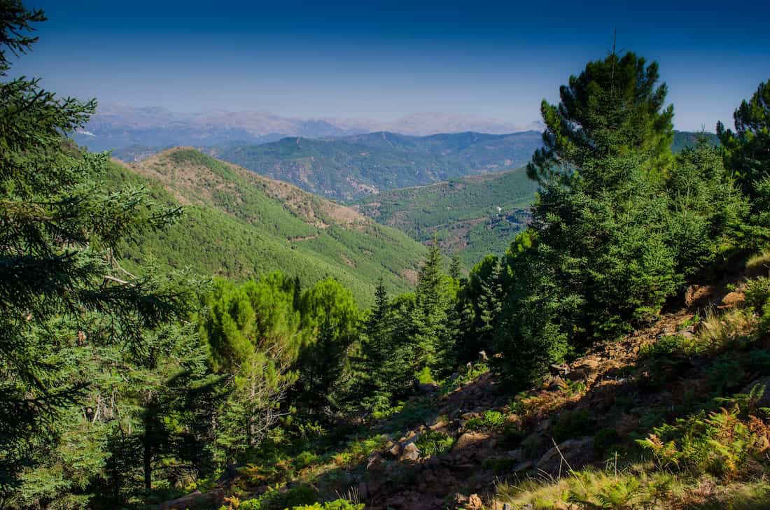 Ruta del Pinsapo